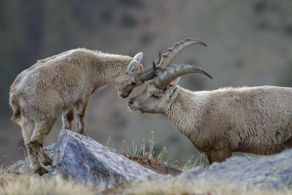 Stelvio National Park,Lombardy,Italy.Ibex