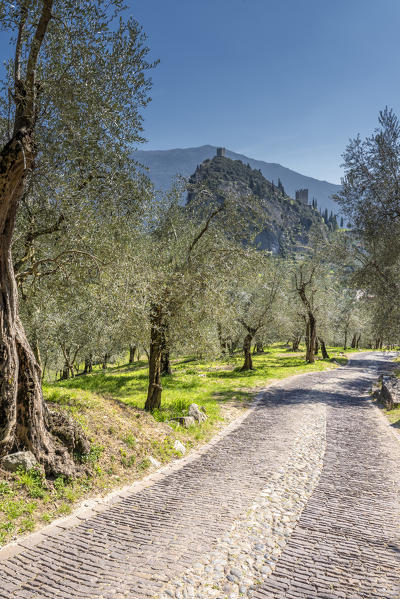 Arco, Trento province, Trentino, Italy, Europe. 