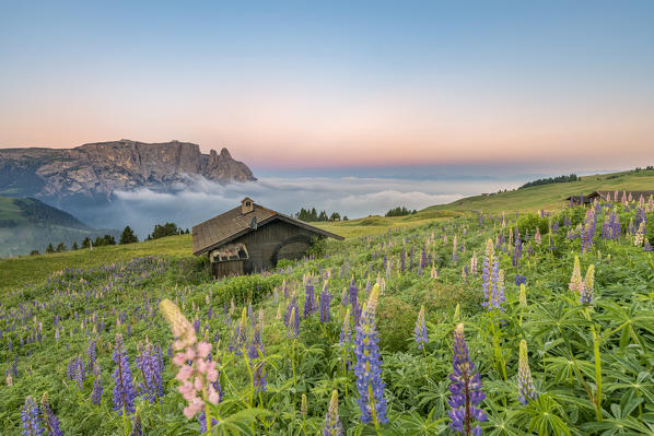 Alpe di Siusi/Seiser Alm, Dolomites, South Tyrol, Italy, Europe. Bloom on Plateau of Bullaccia/Puflatsch. In the background the peaks of Sciliar/Schlern