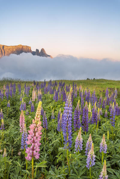 Alpe di Siusi/Seiser Alm, Dolomites, South Tyrol, Italy, Europe. Bloom on Plateau of Bullaccia/Puflatsch. In the background the peaks of Sciliar/Schlern