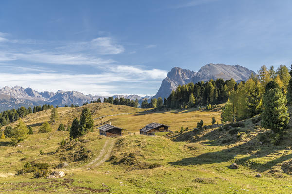 Alpe di Siusi/Seiser Alm, Dolomites, South Tyrol, Italy. Alpe di Siusi/Seiser Alm with the peaks of Odle, Sassolungo and Sassopiatto