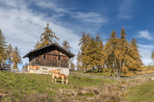 San Genesio / Jenesien, province of Bolzano, South Tyrol, Italy.  Autumn on the Salto, europe’s highest larch tree high plateau.