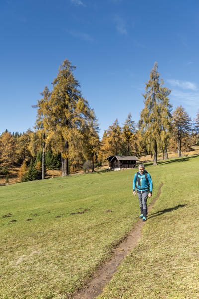 San Genesio / Jenesien, province of Bolzano, South Tyrol, Italy.  Autumn on the Salto, europe’s highest larch tree high plateau.