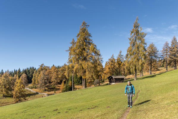 San Genesio / Jenesien, province of Bolzano, South Tyrol, Italy.  Autumn on the Salto, europe’s highest larch tree high plateau.