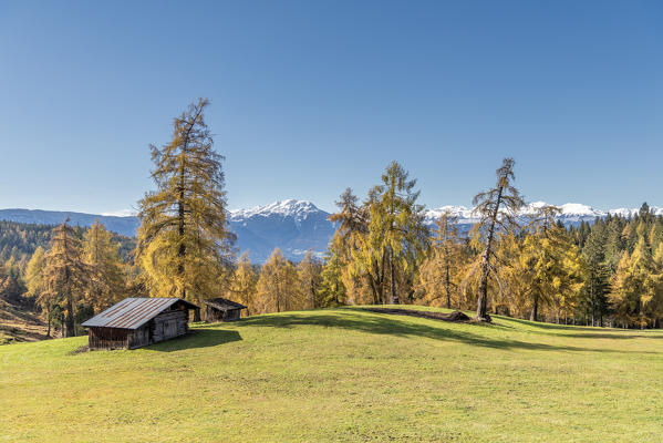 San Genesio / Jenesien, province of Bolzano, South Tyrol, Italy.  Autumn on the Salto, europe’s highest larch tree high plateau. In the background the Mount Luco