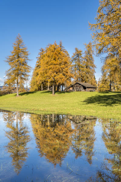 San Genesio / Jenesien, province of Bolzano, South Tyrol, Italy.  Autumn on the Salto, europe’s highest larch tree high plateau.