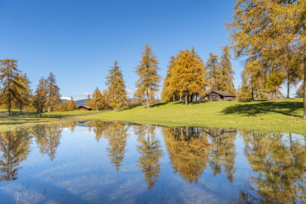 San Genesio / Jenesien, province of Bolzano, South Tyrol, Italy.  Autumn on the Salto, europe’s highest larch tree high plateau.