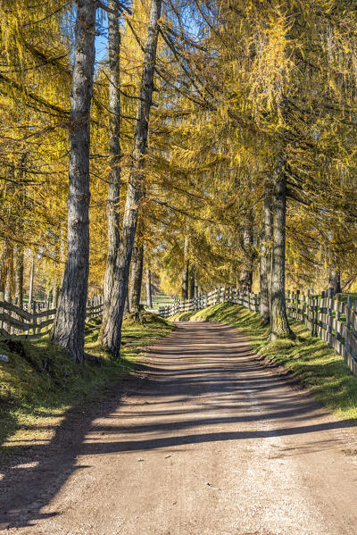 San Genesio / Jenesien, province of Bolzano, South Tyrol, Italy.  Autumn on the Salto, europe’s highest larch tree high plateau.