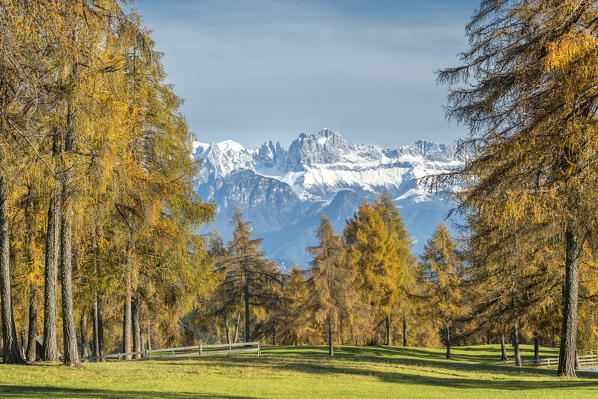 San Genesio / Jenesien, province of Bolzano, South Tyrol, Italy.  Autumn on the Salto, europe’s highest larch tree high plateau. View to the Dolomites with the Catinaccio mountains