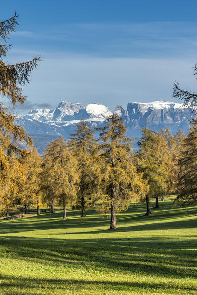 San Genesio / Jenesien, province of Bolzano, South Tyrol, Italy.  Autumn on the Salto, europe’s highest larch tree high plateau. View to the Dolomites with the Mount Sassolungo and Mount Sciliar