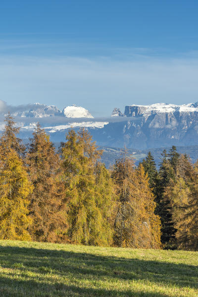 San Genesio / Jenesien, province of Bolzano, South Tyrol, Italy.  Autumn on the Salto, europe’s highest larch tree high plateau. View to the Dolomites with the Mount Sassolungo and Mount Sciliar