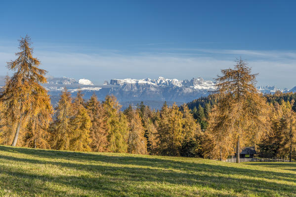 San Genesio / Jenesien, province of Bolzano, South Tyrol, Italy.  Autumn on the Salto, europe’s highest larch tree high plateau. View to the Dolomites with the Mount Sassolungo, Mount Sciliar and Catinaccio mountains