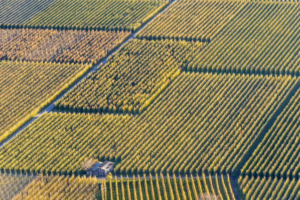 Naturns / Naturno, province ov Bolzano, Venosta Valley, Sotj Tyrol, Italy. Pattern of vineyards and apple trees. Winan cultivation and apple cultivation