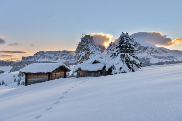 Alpe di Siusi/Seiser Alm, Dolomites, South Tyrol, Italy. Sunrise on the Alpe di Siusi / Seiser Alm with the peaks of Sassolungo / Langkofel and Sassopiatto / Plattkofel