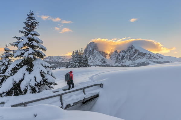 Alpe di Siusi/Seiser Alm, Dolomites, South Tyrol, Italy. Sunrise on the Alpe di Siusi / Seiser Alm with the peaks of Sassolungo / Langkofel and Sassopiatto / Plattkofel