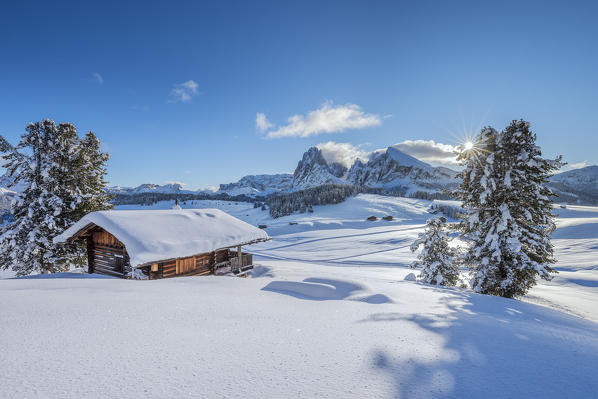 Alpe di Siusi/Seiser Alm, Dolomites, South Tyrol, Italy. The Alpe di Siusi / Seiser Alm with the peaks of Sassolungo / Langkofel and Sassopiatto / Plattkofel