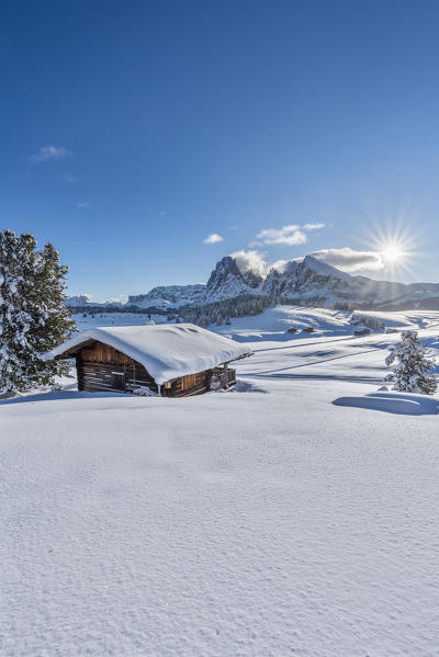 Alpe di Siusi/Seiser Alm, Dolomites, South Tyrol, Italy. The Alpe di Siusi / Seiser Alm with the peaks of Sassolungo / Langkofel and Sassopiatto / Plattkofel