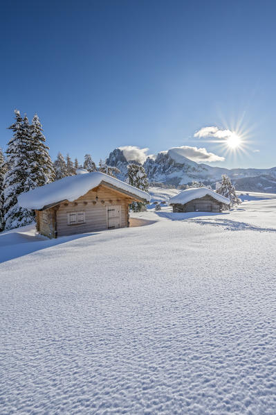 Alpe di Siusi/Seiser Alm, Dolomites, South Tyrol, Italy. The Alpe di Siusi / Seiser Alm with the peaks of Sassolungo / Langkofel and Sassopiatto / Plattkofel