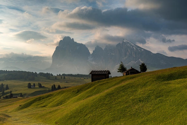 Alpe di Siusi/Seiser Alm, Dolomites, South Tyrol, Italy. Early morning on the Alpe di Siusi/Seiser Alm. In the background the peaks of Sassolungo/Langkofel and Sassopiatto/Plattkofel