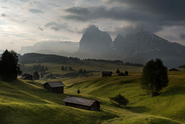 Alpe di Siusi/Seiser Alm, Dolomites, South Tyrol, Italy. Early morning on the Alpe di Siusi/Seiser Alm. In the background the peaks of Sella, Sassolungo/Langkofel and Sassopiatto/Plattkofel