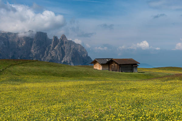 Alpe di Siusi/Seiser Alm, Dolomites, South Tyrol, Italy. On plateau Bullaccia/Puflatsch. In the background the peaks of Sciliar/Schlern