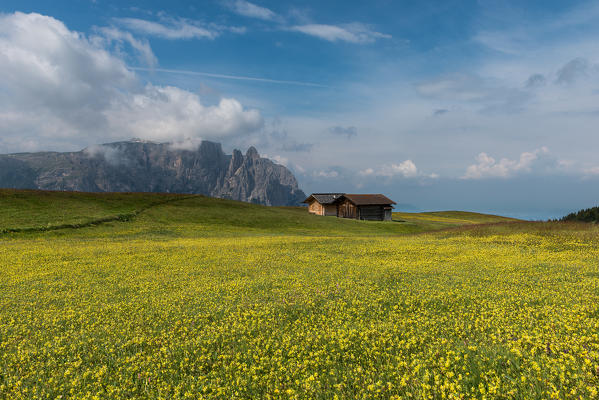 Alpe di Siusi/Seiser Alm, Dolomites, South Tyrol, Italy. On plateau Bullaccia/Puflatsch. In the background the peaks of Sciliar/Schlern