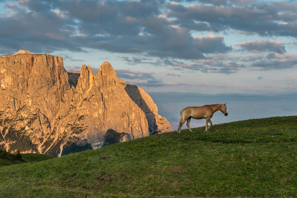 Alpe di Siusi/Seiser Alm, Dolomites, South Tyrol, Italy. Haflinger horses at sunrise on the Alpe di Siusi/Seiser Alm. In the background the peaks of Sciliar/Schlern