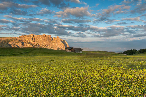 Alpe di Siusi/Seiser Alm, Dolomites, South Tyrol, Italy. Sunrise on Plateau of Bullaccia/Puflatsch. In the background the peaks of Sciliar/Schlern