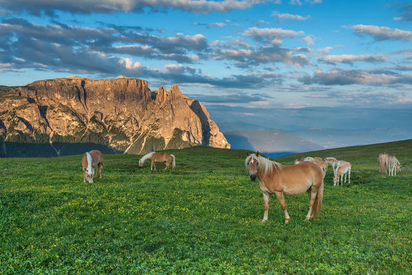 Alpe di Siusi/Seiser Alm, Dolomites, South Tyrol, Italy. Haflinger horses at sunrise on the pastures of Bullaccia/Puflatsch. In the background the peaks of Sciliar/Schlern