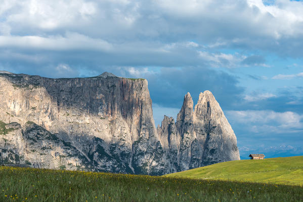 Alpe di Siusi/Seiser Alm, Dolomites, South Tyrol, Italy. On the Alpe di Siusi/Seiser Alm. In the background the peaks of Sciliar/Schlern