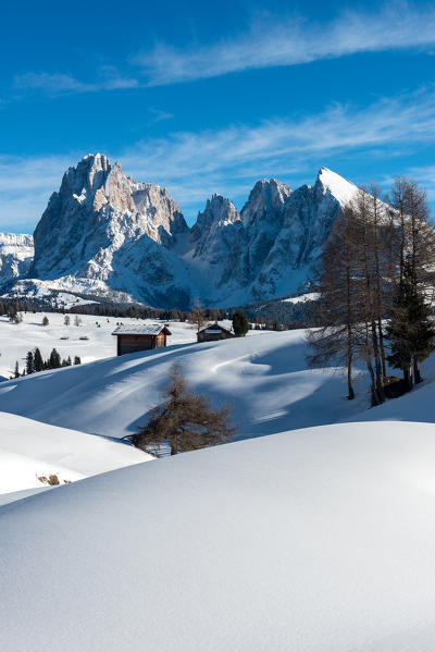 Alpe di Siusi/Seiser Alm, Dolomites, South Tyrol, Italy. Winter landscape on the Alpe di Siusi/Seiser Alm. In the background the peaks of Sassolungo/Langkofel and Sassopiatto/Plattkofel