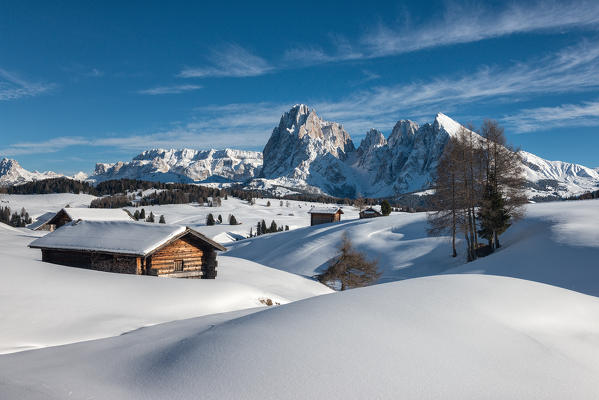 Alpe di Siusi/Seiser Alm, Dolomites, South Tyrol, Italy. Winter landscape on the Alpe di Siusi/Seiser Alm. In the background the peaks of Sella, Sassolungo/Langkofel and Sassopiatto/Plattkofel