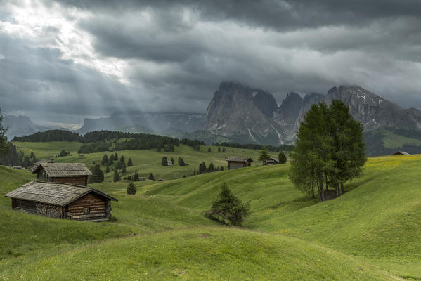 Alpe di Siusi/Seiser Alm, Dolomites, South Tyrol, Italy. Sunrays on the Alpe di Siusi/Seiser Alm with the peaks of Sella, Sassolungo/Langkofel and Sassopiatto/Plattkofel