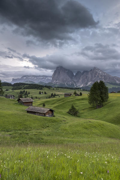 Alpe di Siusi/Seiser Alm, Dolomites, South Tyrol, Italy. Barns and pastures at the Alpe di Siusi/Seiser Alm. In the background the peaks of Sella, Sassolungo/Langkofel and Sassopiatto/Plattkofel