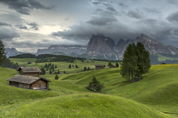 Alpe di Siusi/Seiser Alm, Dolomites, South Tyrol, Italy. Barns and pastures at the Alpe di Siusi/Seiser Alm. In the background the peaks of Sella, Sassolungo/Langkofel and Sassopiatto/Plattkofel