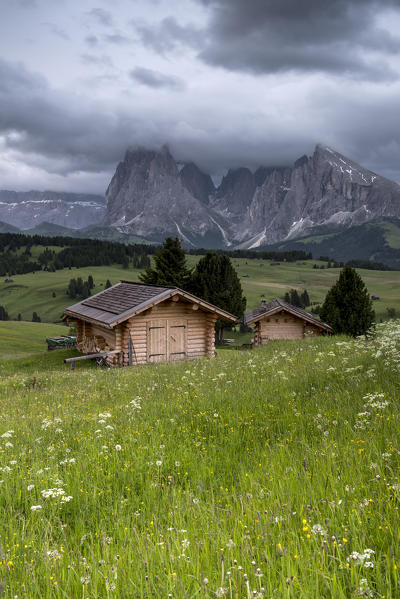 Alpe di Siusi/Seiser Alm, Dolomites, South Tyrol, Italy. View from the Alpe di Siusi to the peaks of Sella, Sassolungo/Langkofel and Sassopiatto/Plattkofel