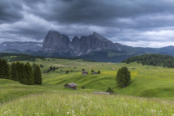 Alpe di Siusi/Seiser Alm, Dolomites, South Tyrol, Italy. View from the Alpe di Siusi to the peaks of Sella, Sassolungo/Langkofel and Sassopiatto/Plattkofel