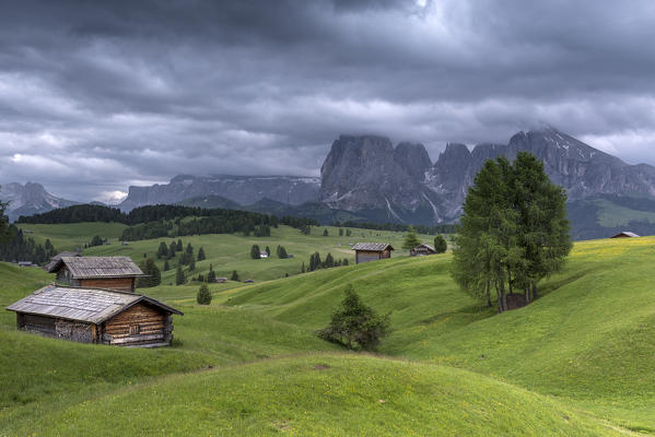 Alpe di Siusi/Seiser Alm, Dolomites, South Tyrol, Italy. View from the Alpe di Siusi to the peaks of Sella, Sassolungo/Langkofel and Sassopiatto/Plattkofel