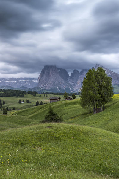 Alpe di Siusi/Seiser Alm, Dolomites, South Tyrol, Italy. View from the Alpe di Siusi to the peaks of Sella, Sassolungo/Langkofel and Sassopiatto/Plattkofel