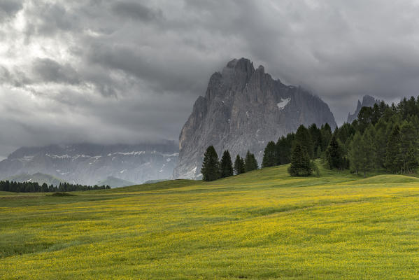 Alpe di Siusi/Seiser Alm, Dolomites, South Tyrol, Italy. The peak of Sassolungo