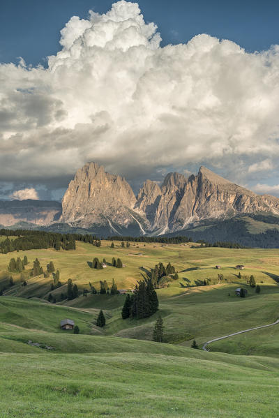 Alpe di Siusi/Seiser Alm, Dolomites, South Tyrol, Italy. Sunset on the Alpe di Siusi/Seiser Alm with the peaks of Sassolungo and Sassopiatto