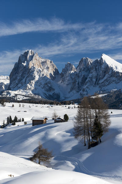 Alpe di Siusi/Seiser Alm, Dolomites, South Tyrol, Italy. Winter landscape on the Alpe di Siusi/Seiser Alm in the Dolomites. In the background the peaks Sassolungo/Langkofel and Sassopiatto/Plattkofel