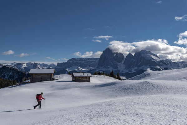 Alpe di Siusi/Seiser Alm, Dolomites, South Tyrol, Italy. Snowshoe hiker on plateau Bullaccia/Puflatsch. In the background the peaks of Sella, Sassolungo/Langkofel and Sassopiatto/Plattkofel