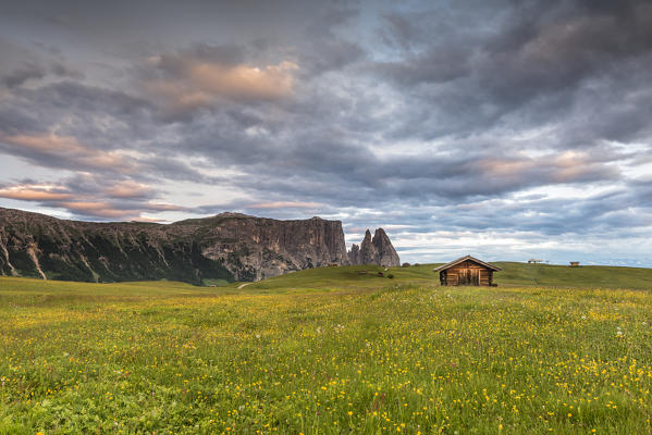 Alpe di Siusi/Seiser Alm, Dolomites, South Tyrol, Italy. Meadow full of flowers on the Alpe di Siusi/Seiser Alm. In the background the peaks of Sciliar/Schlern