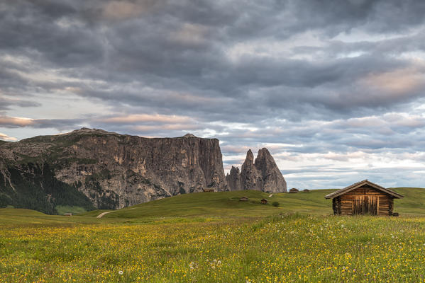 Alpe di Siusi/Seiser Alm, Dolomites, South Tyrol, Italy. Meadow full of flowers on the Alpe di Siusi/Seiser Alm. In the background the peaks of Sciliar/Schlern