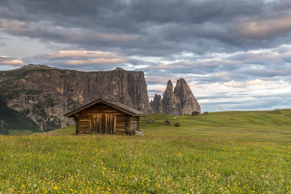 Alpe di Siusi/Seiser Alm, Dolomites, South Tyrol, Italy. Meadow full of flowers on the Alpe di Siusi/Seiser Alm. In the background the peaks of Sciliar/Schlern