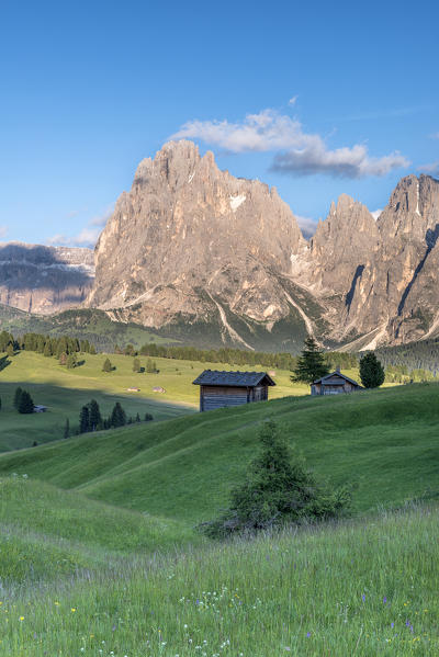 Alpe di Siusi/Seiser Alm, Dolomites, South Tyrol, Italy. The last rays of sun at the Alpe di Siusi/Seiser Alm. In the background the peaks of Sella, Sassolungo/Langkofel and Sassopiatto/Plattkofel