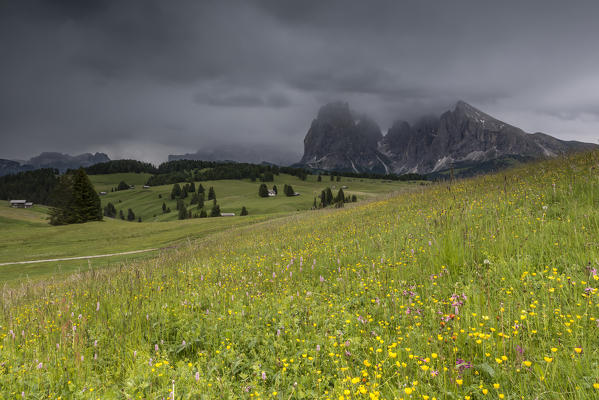 Alpe di Siusi/Seiser Alm, Dolomites, South Tyrol, Italy. View from the Alpe di Siusi to the peaks of Sella, Sassolungo/Langkofel and Sassopiatto/Plattkofel