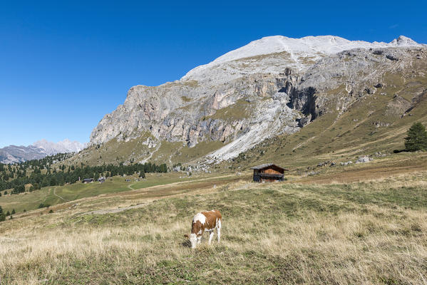 Alpe di Siusi/Seiser Alm, Dolomites, South Tyrol, Italy. The pastures of the Alpe di Siusi