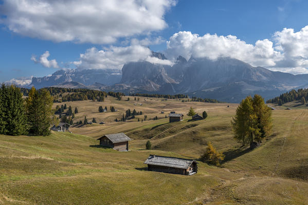 Alpe di Siusi/Seiser Alm, Dolomites, South Tyrol, Italy. Autumn colors on the Alpe di Siusi/Seiser Alm with the Sassolungo/Langkofel and the Sassopiatto/Plattkofel in background